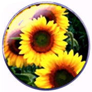 Bassin and Brown Sunflower Key Ring - Yellow/Brown